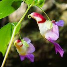 Bird Flower Unique Orchid 50 Seeds Fresh Garden Bird Flower Unique Orchid 50 Seeds Fresh Garden