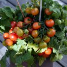 Birdie Rouge Micro Dwarf 12 Seeds Fresh Garden