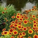 Blanket Flower Flowers Perennial Gaillardia Native 100 Seeds Fresh Garden Blanket Flower Flowers Perennial Gaillardia Native 100 Seeds Fresh Garden