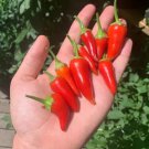 Bleeding Rawit Green Pepper Fresh Garden