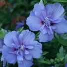 Blue Chiffon Rose Of Sharon Seeds Hibiscus Syriacus 25 Seeds Fresh Garden