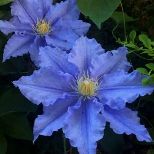 Blue Clematis 10 Seeds Bloom Climbing Perennial Flowers Seed Flower ...