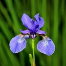Blue Flag Iris Versicolor Fragrant Native Purple Yellow White Flower 25 Seeds Fresh Garden