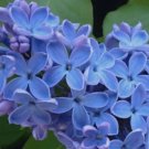Blue Lilac 50 Seeds Tree Fragrant Flowers Flower Perennial Fresh Garden
