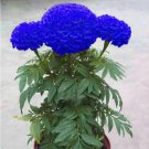 Blue Marigold Flowers 50 Seeds Fresh Garden Blue Marigold Flowers 50 Seeds Fresh Garden