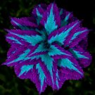 Blue Purple Coleus Flowers Plant 25 Authentic Seeds Fresh Garden Blue Purple Coleus Flowers Plant 25 Authentic Seeds Fresh Garden