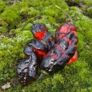 Blushing Ghost Pepper 6 Seeds Fresh Garden