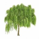 Bonsai Money Tree 20 Seeds Get Rich Fresh Garden Bonsai Money Tree 20 Seeds Get Rich Fresh Garden