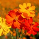 Bright Lights Mixed Cosmos 100 Seeds Flowers Fresh Garden Bright Lights Mixed Cosmos 100 Seeds Flowers Fresh Garden