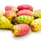 Cactus Pear Opuntia Ficus Indica 10 Seeds Fresh Garden Cactus Pear Opuntia Ficus Indica 10 Seeds Fresh Garden
