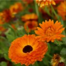 Calendula Seeds Geisha Girl Organic Edible Flower 75 Seeds Fresh Garden