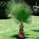 California Fan Palm Tree 50 Seeds Washingtonia Filifera Fresh Garden California Fan Palm Tree 50 Seeds Washingtonia Filifera Fresh Garden