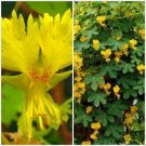 Canary Nasturtium Indian Cress Yellow Cree Annual Flowers 50 Seeds Fresh Garden