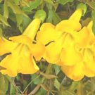 Cats Claw Creeper Dolichandra Unguis Cati 50 Seeds Fresh Garden