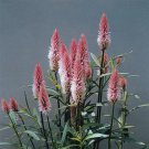 Celosia Flamingo Feather Seeds 25 Seeds Fresh Garden Celosia Flamingo Feather Seeds 25 Seeds Fresh Garden
