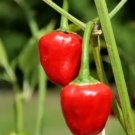 Cherry Bomb Hot Chilli Pepper 50 Seeds Organic Fresh Garden Cherry Bomb Hot Chilli Pepper 50 Seeds Organic Fresh Garden