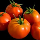Chibikko Micro Dwarf Tomato 12 Seeds Fresh Garden
