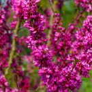 Chinese Redbud Cercis Chinensis Shrub Small Tree Pink Purple 40 Seeds Fresh Garden Chinese Redbud Cercis Chinensis Shrub Small Tree Pink Purple 40 Seeds Fresh Garden