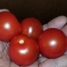 Christmas Tree Micro Dwarf Tomato Seeds Fresh Garden Christmas Tree Micro Dwarf Tomato Seeds Fresh Garden
