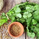 Cilantro Slow Bolt 100 Seeds High Yield Organic Fresh Garden Cilantro Slow Bolt 100 Seeds High Yield Organic Fresh Garden
