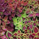 Coleus Plant 100 Seeds Shipped With Tracking Fresh Garden Coleus Plant 100 Seeds Shipped With Tracking Fresh Garden