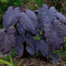 Colocasia Black Magic Elephant Ears Plant 10 Seeds Fresh Garden Colocasia Black Magic Elephant Ears Plant 10 Seeds Fresh Garden