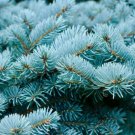 Colorado Blue Spruce Tree 4 Seeds Picea Pungens Glauca Cold Hardy Plant Fresh Garden