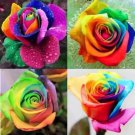 Colorful Rainbow Rose Flower Seeds Home Garden Plants Multi Color 10Pcs Fresh Garden Colorful Rainbow Rose Flower Seeds Home Garden Plants Multi Color 10Pcs Fresh Garden