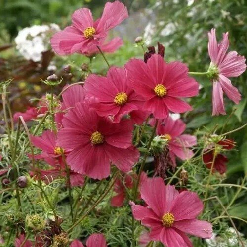 Cosmos Dazzler 5 Tall 2 4 Blooms Pollinators Butterflies 200 Seeds ...