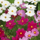 Cosmos Seeds Dwarf Mixed 100 Seeds Open Pollinated Fresh Garden Cosmos Seeds Dwarf Mixed 100 Seeds Open Pollinated Fresh Garden