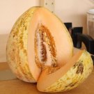 Crane Melon Sweet Tasting Farm Planting Garden 25 Seeds Fresh Garden Crane Melon Sweet Tasting Farm Planting Garden 25 Seeds Fresh Garden