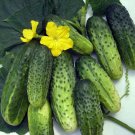 Cucamelon 20 Seeds Mouse Melon Vegetable Superior Cucumber Fresh Garden Cucamelon 20 Seeds Mouse Melon Vegetable Superior Cucumber Fresh Garden