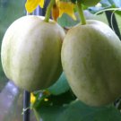 Cucumber Seeds 15 Organic Crystal Apple Cucumis Sativus Fresh Garden Cucumber Seeds 15 Organic Crystal Apple Cucumis Sativus Fresh Garden