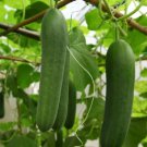 Cucumber Seeds Double Yield Organic 25 Seeds Vegetable Fresh Garden