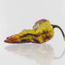 Dark Olive Naga Brain Pepper 12 Seeds Fresh Garden Dark Olive Naga Brain Pepper 12 Seeds Fresh Garden