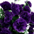 Dark Purple Carnation 100 Seeds Dianthus Flowers Perennial Fresh Garden Dark Purple Carnation 100 Seeds Dianthus Flowers Perennial Fresh Garden