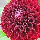 Dark Red Ballet Dahlia Rare Flower Exotic Garden Plant 50 Seeds Fresh Garden Dark Red Ballet Dahlia Rare Flower Exotic Garden Plant 50 Seeds Fresh Garden