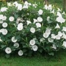 Datura Moonflower 10 Seeds Large White Trumpets Fragrant Sunset Bloomer Fresh Garden
