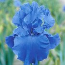 Deep Blue Iris Seeds Iris 25 Seeds Fresh Garden