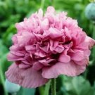Double Peony Poppy Flower 200 Seeds Violet Blush Rare Hybrid Color Peony Poppy 6 Fresh Garden Double Peony Poppy Flower 200 Seeds Violet Blush Rare Hybrid Color Peony Poppy 6 Fresh Garden