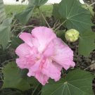 Double Pink Confede Rose Hibiscus Mutabilis 100 Seeds Fresh Garden Double Pink Confede Rose Hibiscus Mutabilis 100 Seeds Fresh Garden