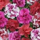 Double Pink Red White Mix Petunia 100 Seeds Flowers Garden Perennial Fresh Garden Double Pink Red White Mix Petunia 100 Seeds Flowers Garden Perennial Fresh Garden