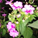Four O Clock Pink White Flowers 150 Seeds 4 5Ft Attracts Butterflies Grown Fresh Garden Four O Clock Pink White Flowers 150 Seeds 4 5Ft Attracts Butterflies Grown Fresh Garden