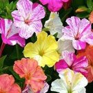 Four Oclock Marvel Of Peru Flower Mixed Colors 50 Seeds Fresh Garden