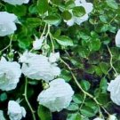 Fragrant Climbing Thornless Baby White Color Rose Flower 10 Seeds Fresh Garden Fragrant Climbing Thornless Baby White Color Rose Flower 10 Seeds Fresh Garden