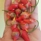 Frutegum Purple F3 Pepper 6 Seeds Limited Rare Fresh Garden