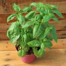 Genovese Basil 500 Seeds Herbs Fresh Garden Genovese Basil 500 Seeds Herbs Fresh Garden