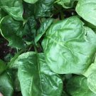 Giant Noble Spinach 159 Seeds Variety Sizes Fresh Garden Giant Noble Spinach 159 Seeds Variety Sizes Fresh Garden