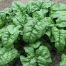 Giant Noble Spinach Seeds Fresh Garden Giant Noble Spinach Seeds Fresh Garden