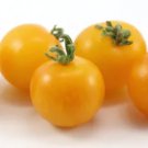 Gold Pearl Micro Dwarf 12 Seeds Free Ship Fresh Garden